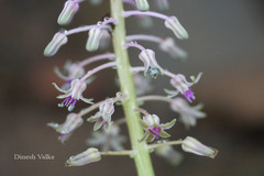 Ledebouria revoluta
